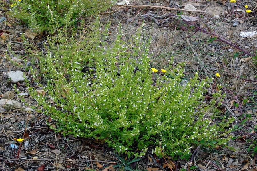 Clinopodium nepeta subsp. spruneri
